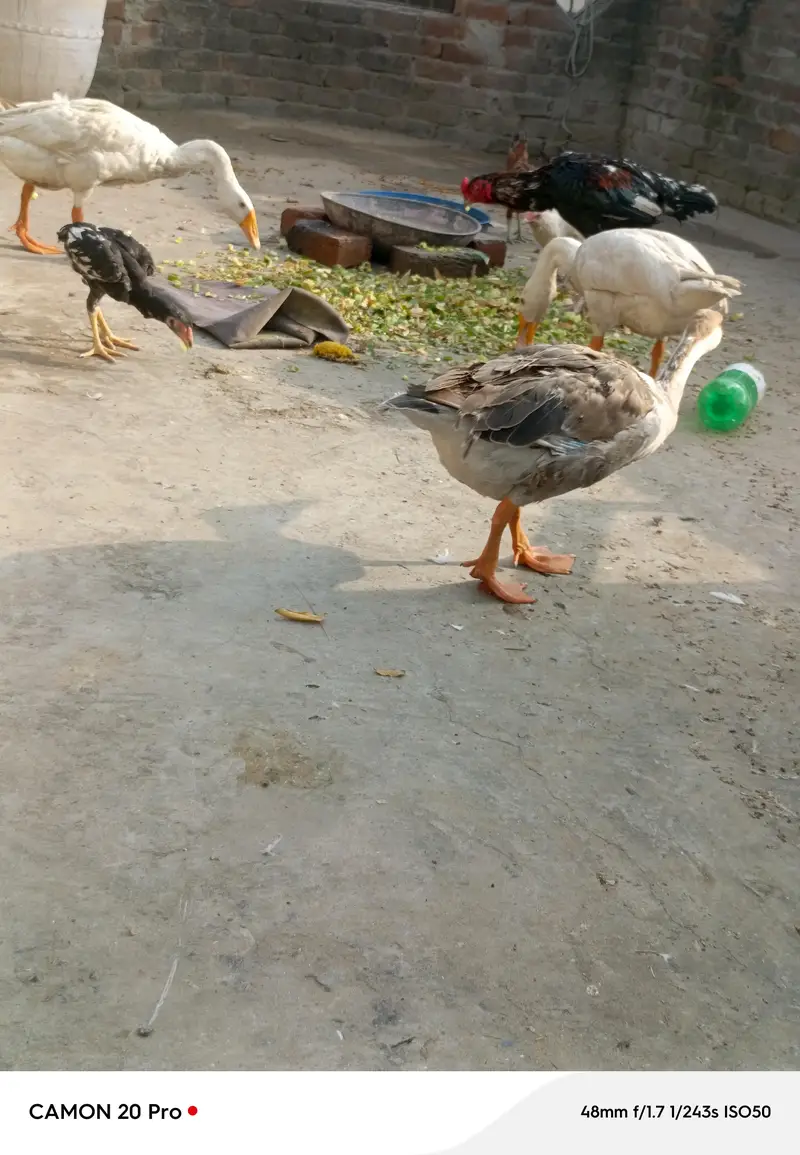 Big huge Ducks 1 pair for sale healthy and active — photo 5
