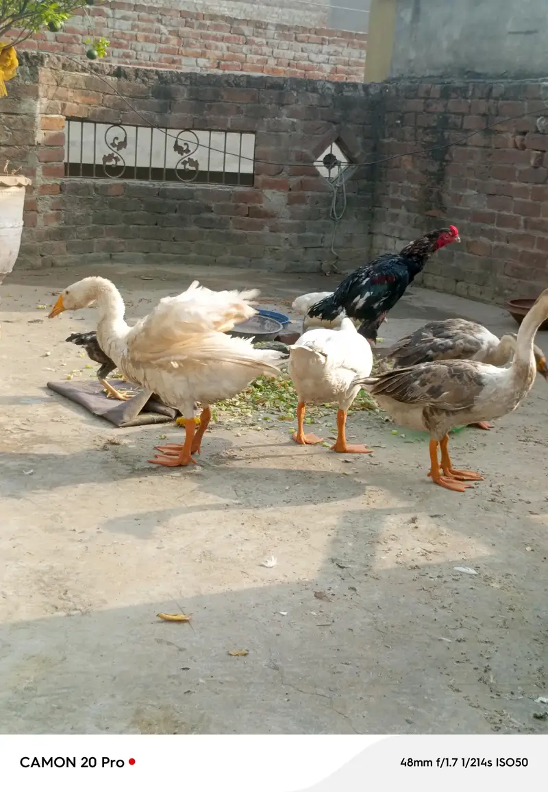 Big huge Ducks 1 pair for sale healthy and active — photo 6