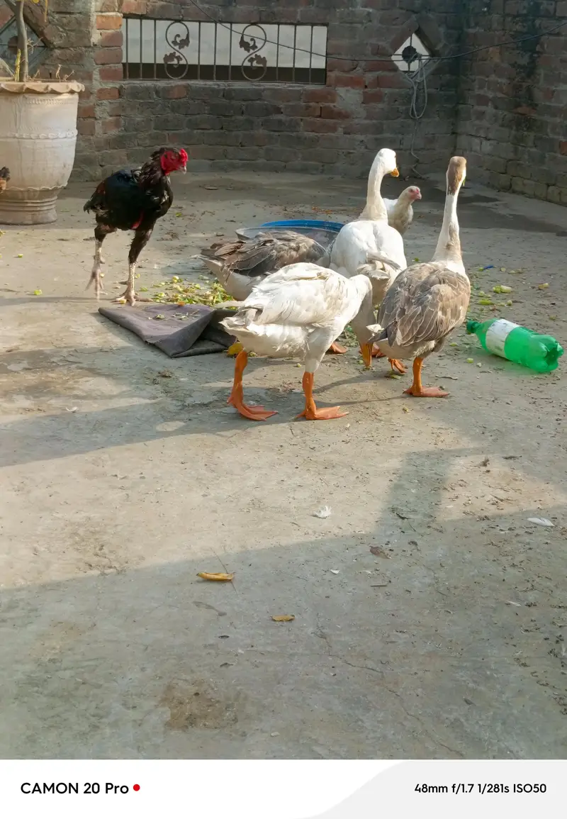 Big huge Ducks 1 pair for sale healthy and active — photo 7