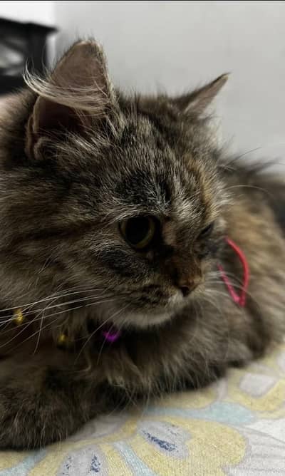 Persian female