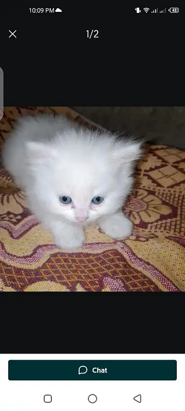 Persian cat for sale male female vaccine ke liye 0325=80=19=836= — photo 2