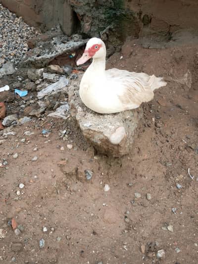 Muscovy Ducks Breeder Females Laying Eggs