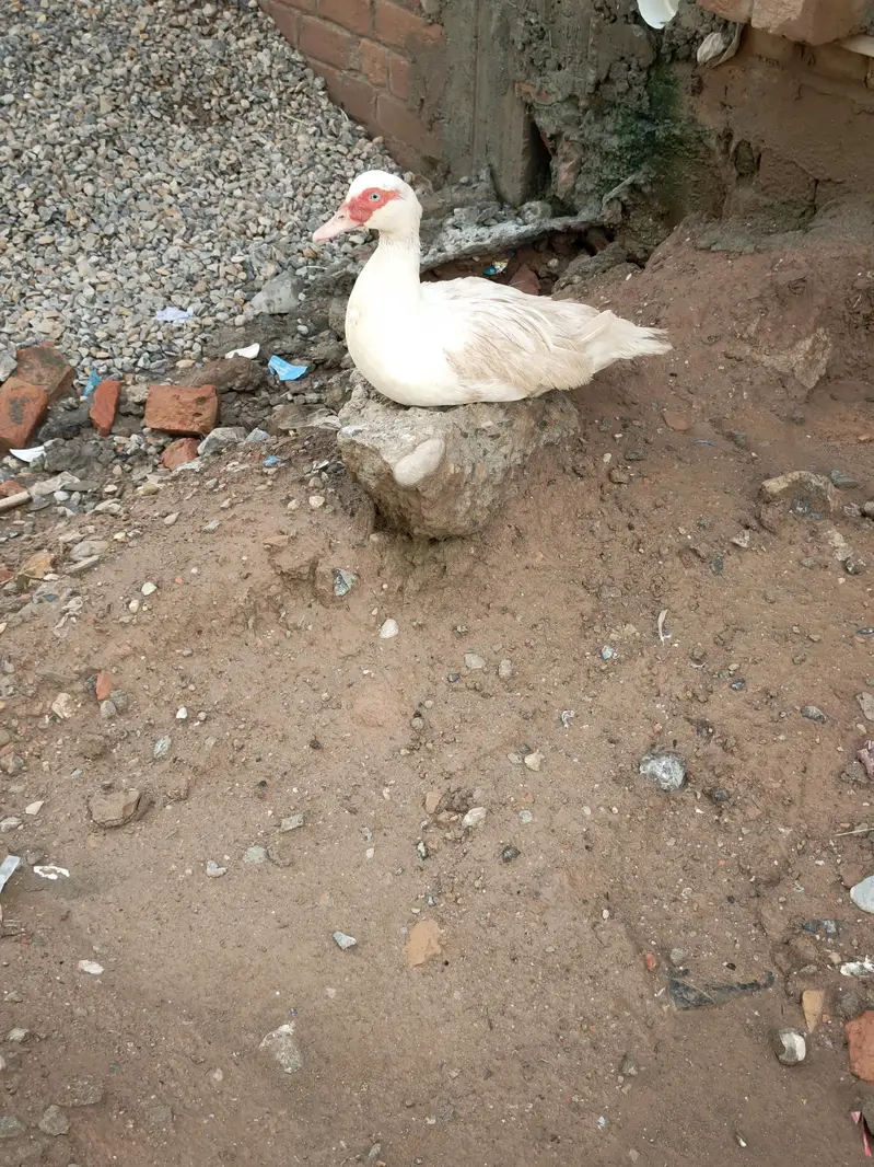 Muscovy Ducks Breeder Females Laying Eggs — photo 2