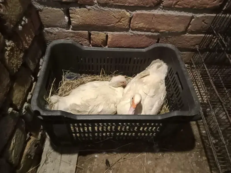 Muscovy Ducks Breeder Females Laying Eggs — photo 3