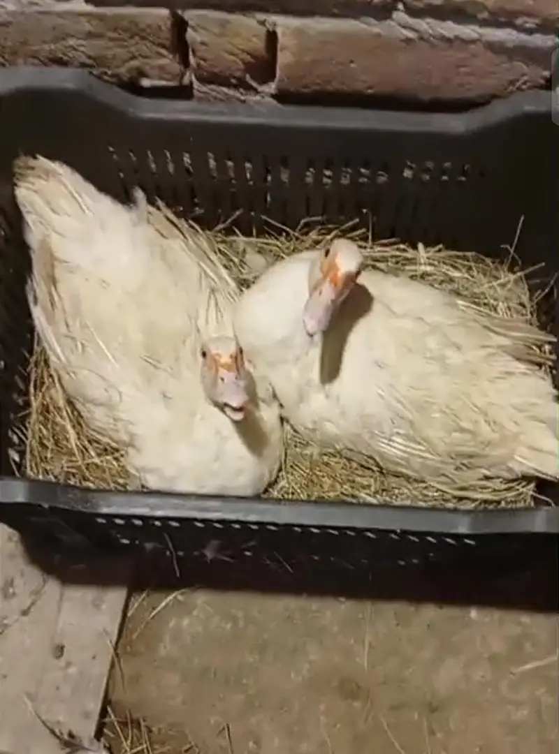 Muscovy Ducks Breeder Females Laying Eggs — photo 4