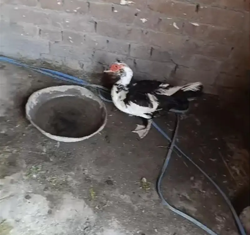 Muscovy Ducks Breeder Females Laying Eggs — photo 5