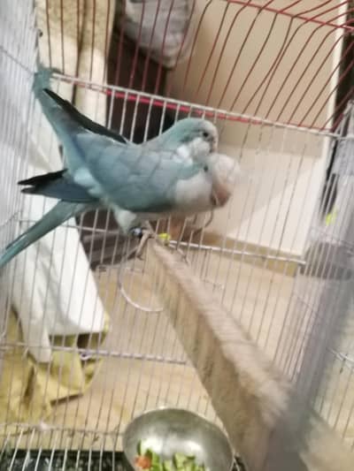 blue monk breeder pair available