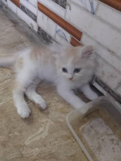 Persian kittens for sale