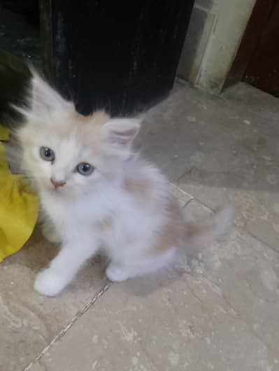 Persian kittens for sale