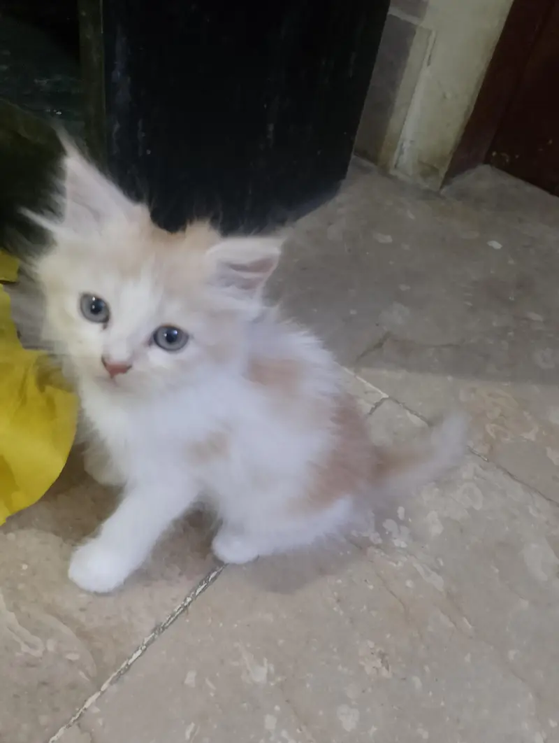 Persian kittens for sale — photo 2