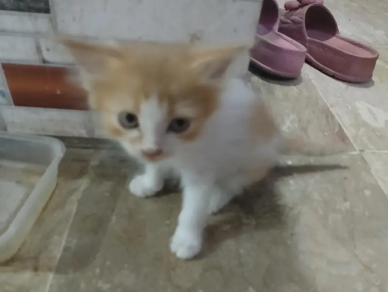 Persian kittens for sale — photo 3