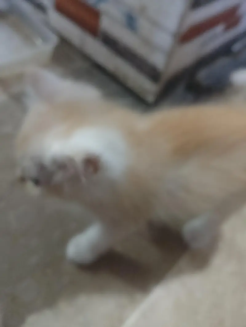 Persian kittens for sale — photo 4