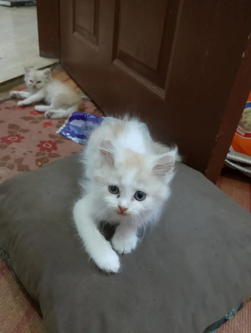Persian kittens for sale — photo 5
