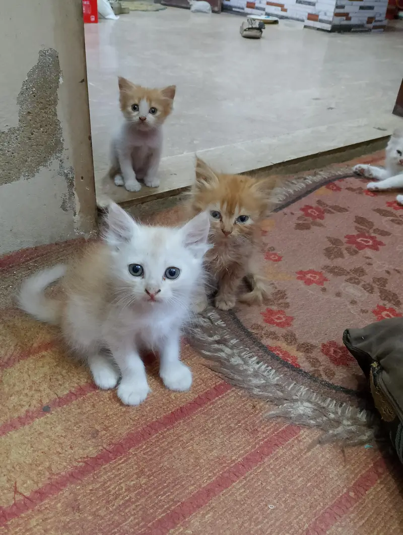Persian kittens for sale — photo 6