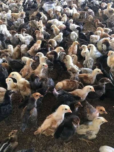 Golden Misri Vaccinated chicks for sale