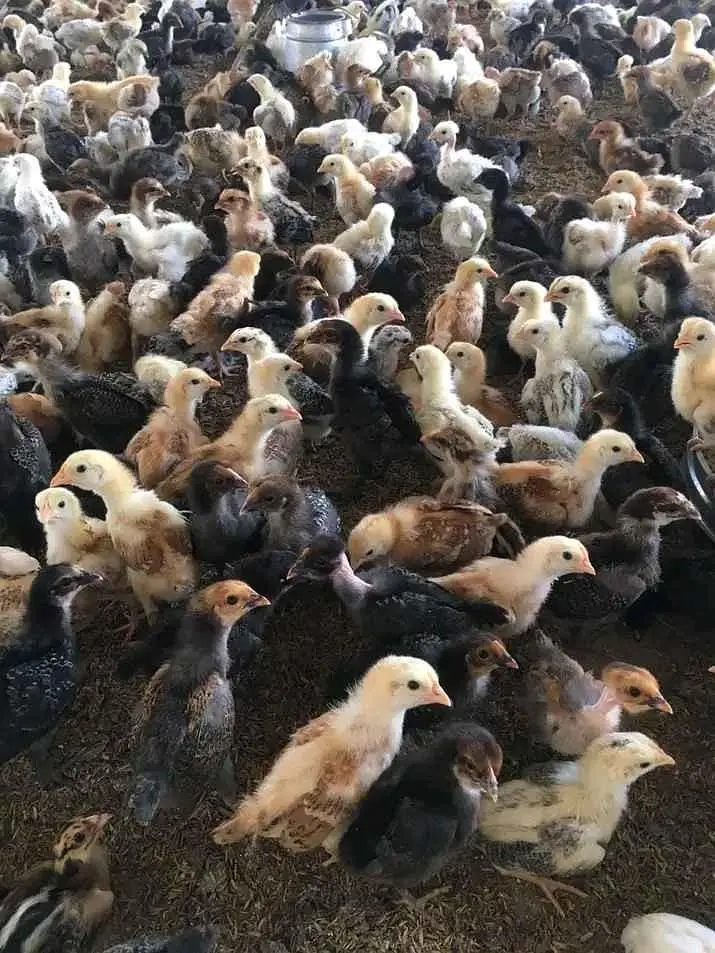 Golden Misri Vaccinated chicks for sale — photo 2