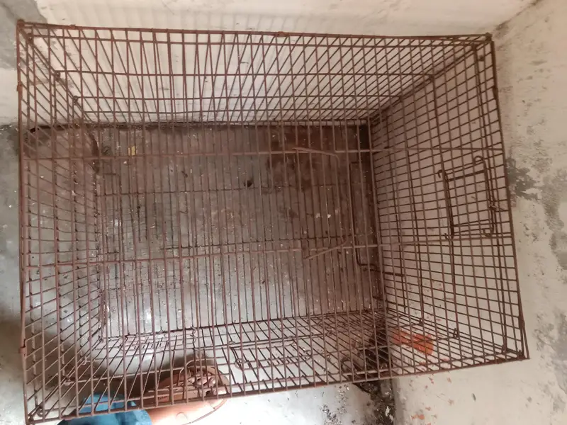 cage size (2*1.5*1.5) . contact number 03330031118