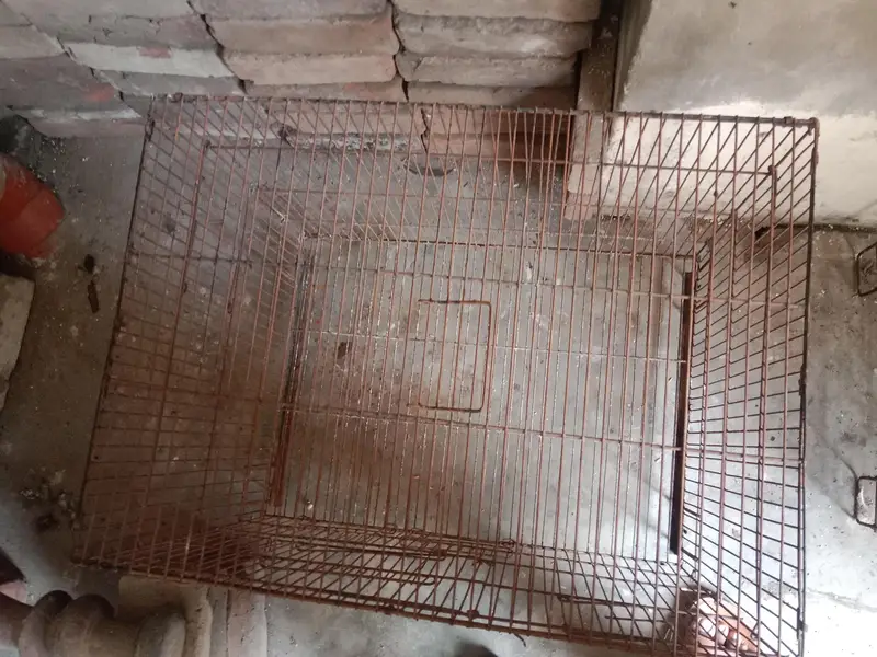 cage size (2*1.5*1.5) . contact number 03330031118 — photo 3