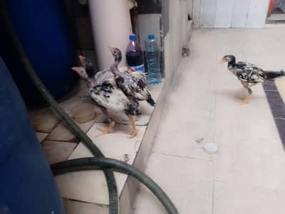 Pure Aseel Shamo Chicks Sell Whatsapp 03057178229