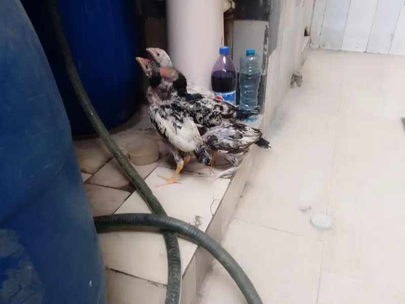 Pure Aseel Shamo Chicks Sell Whatsapp 03057178229 — photo 2