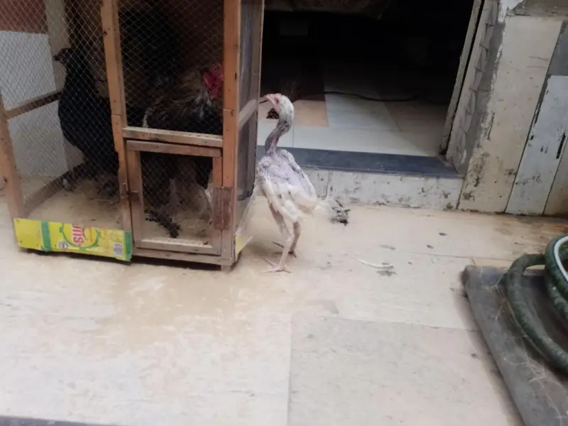 Pure Aseel Shamo Chicks Sell Whatsapp 03057178229 — photo 3