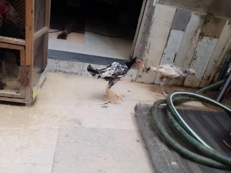 Pure Aseel Shamo Chicks Sell Whatsapp 03057178229 — photo 4