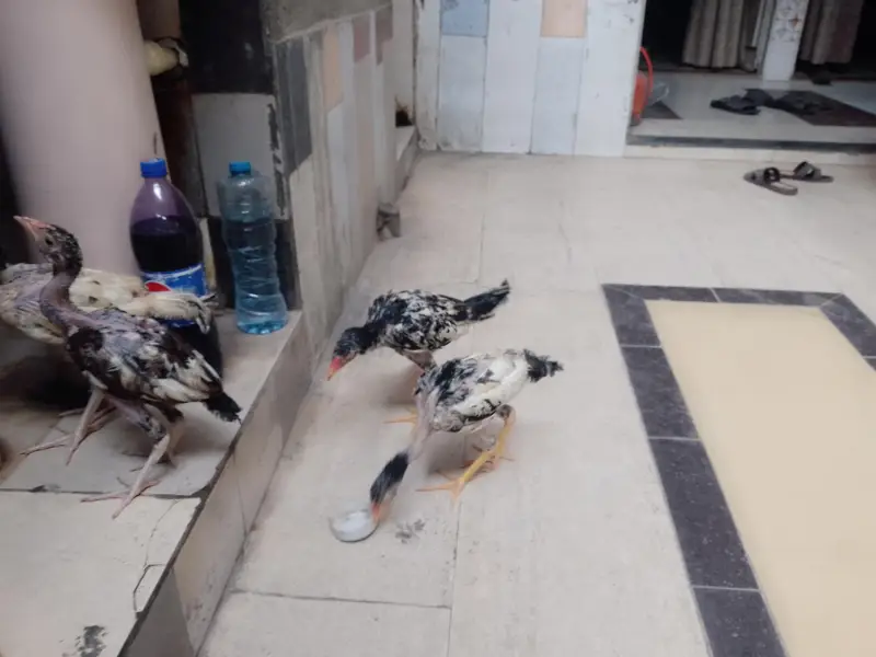 Pure Aseel Shamo Chicks Sell Whatsapp 03057178229 — photo 5