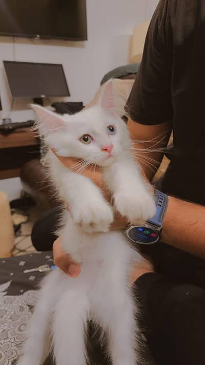 Persian kitten rare and unique pair