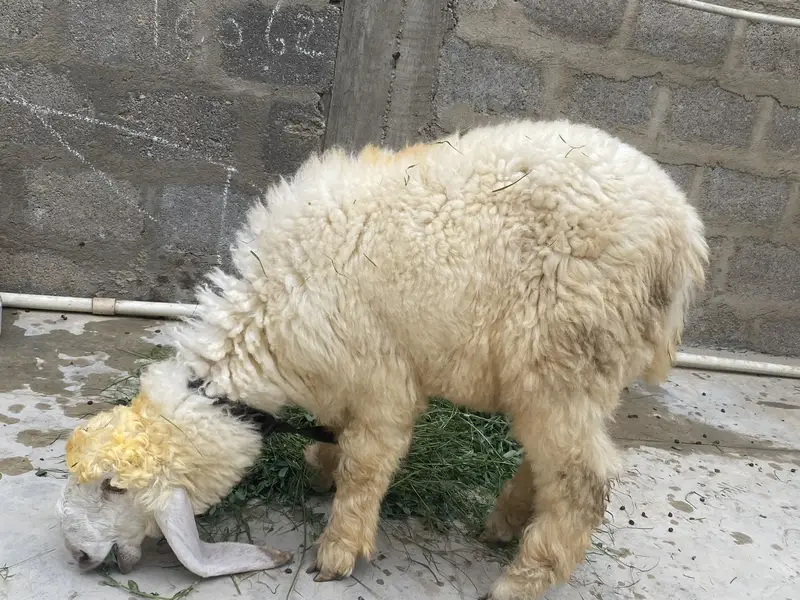 Sheep female nawabshah active khibsurat — photo 2