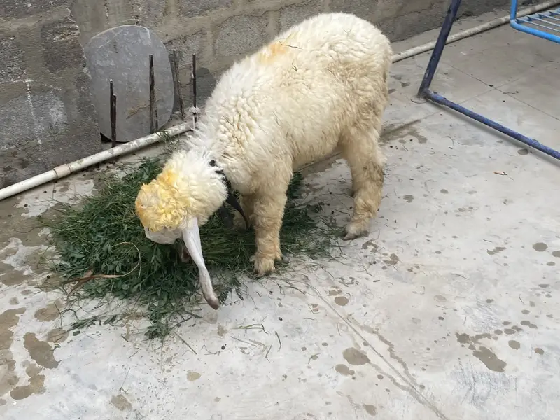 Sheep female nawabshah active khibsurat — photo 3