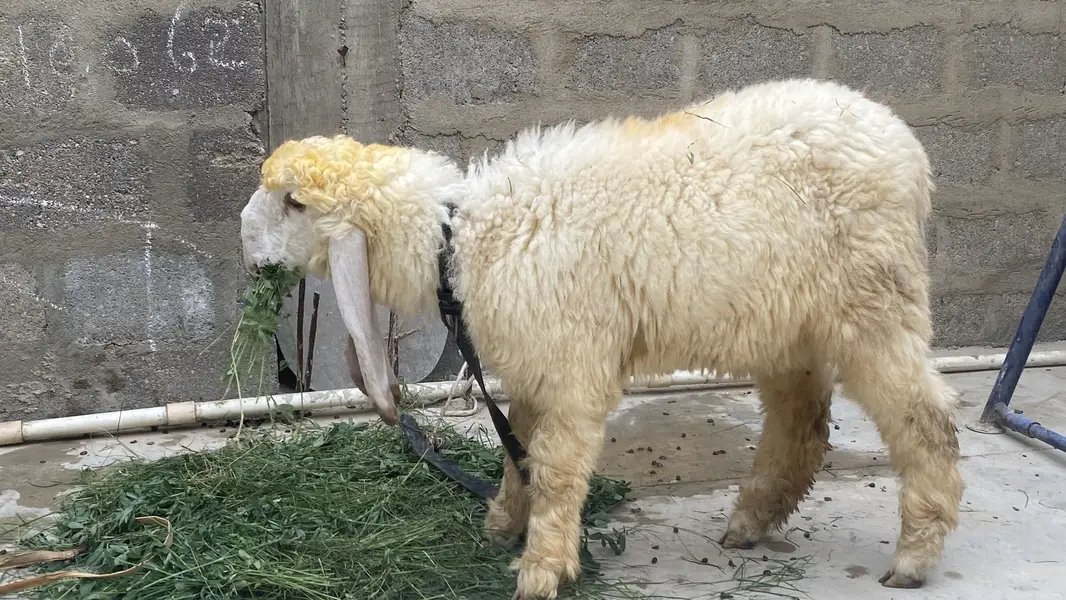 Sheep female nawabshah active khibsurat — photo 4