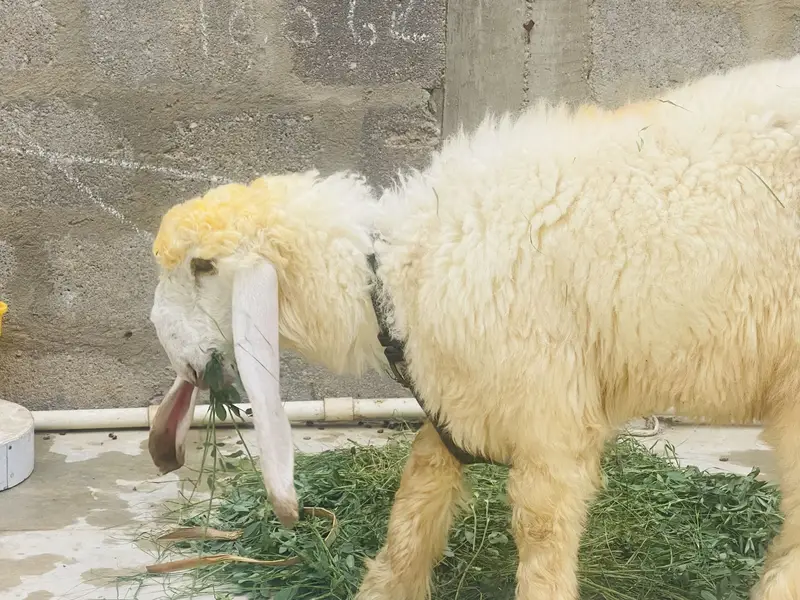 Sheep female nawabshah active khibsurat — photo 5