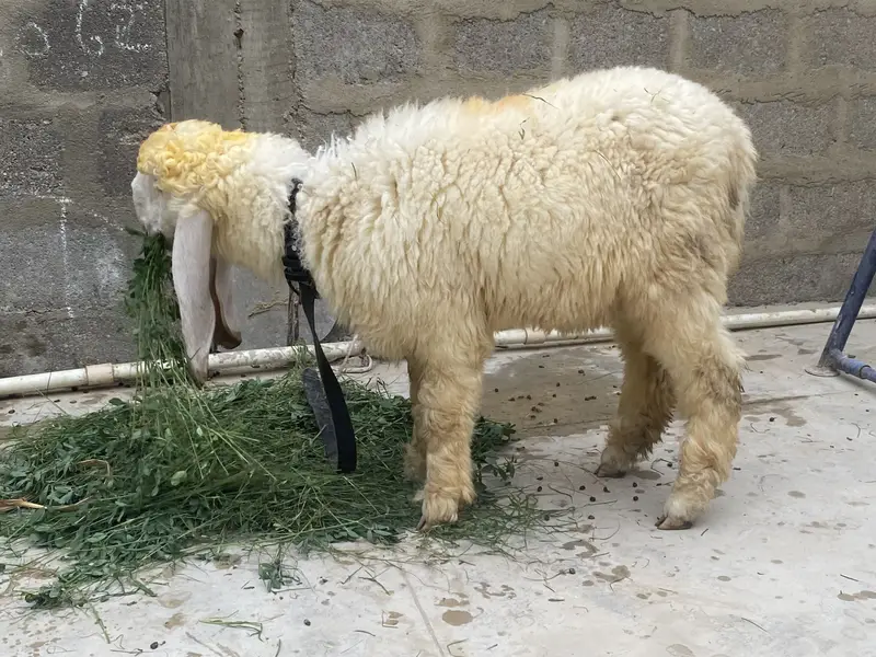 Sheep female nawabshah active khibsurat — photo 6