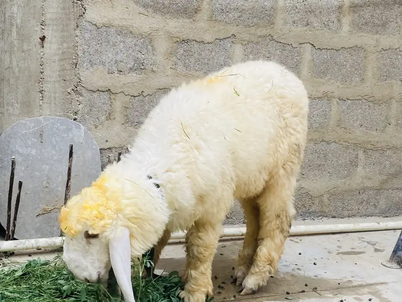 Sheep female nawabshah active khibsurat — photo 7