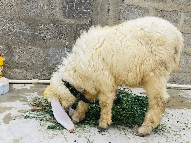 Sheep female nawabshah active khibsurat — photo 8