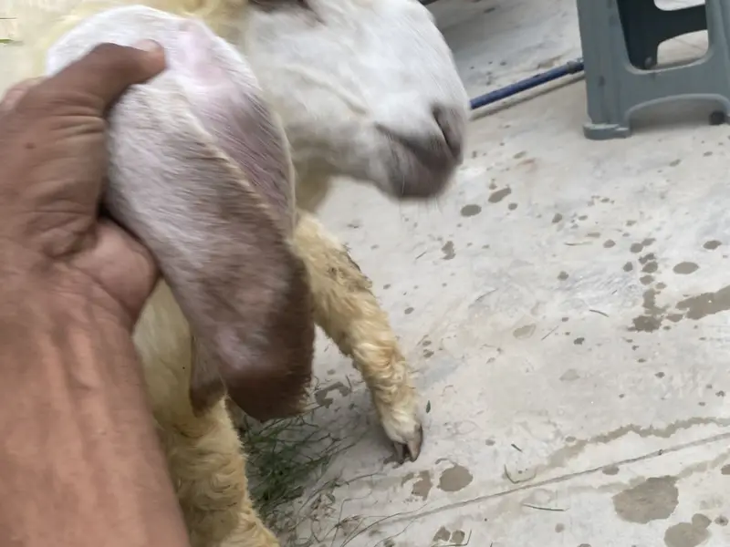 Sheep female nawabshah active khibsurat — photo 9