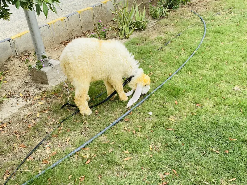 Sheep female nawabshah active khibsurat — photo 12