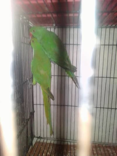 beautiful parrot pair
