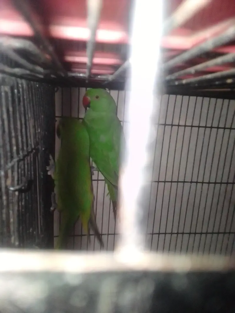 beautiful parrot pair — photo 2