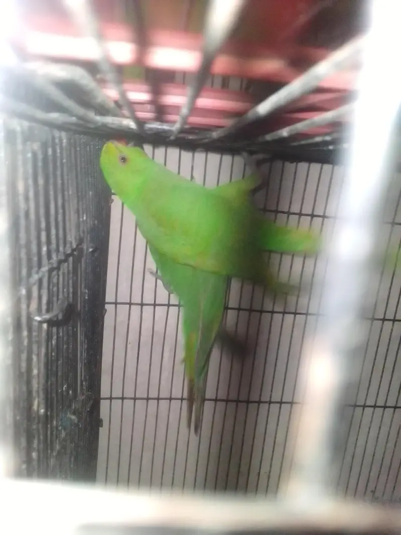 beautiful parrot pair — photo 3