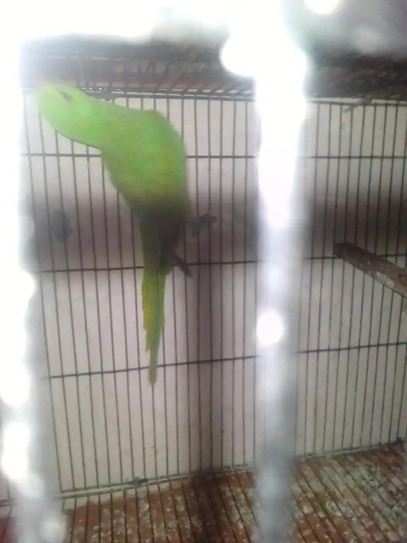 beautiful parrot pair — photo 4