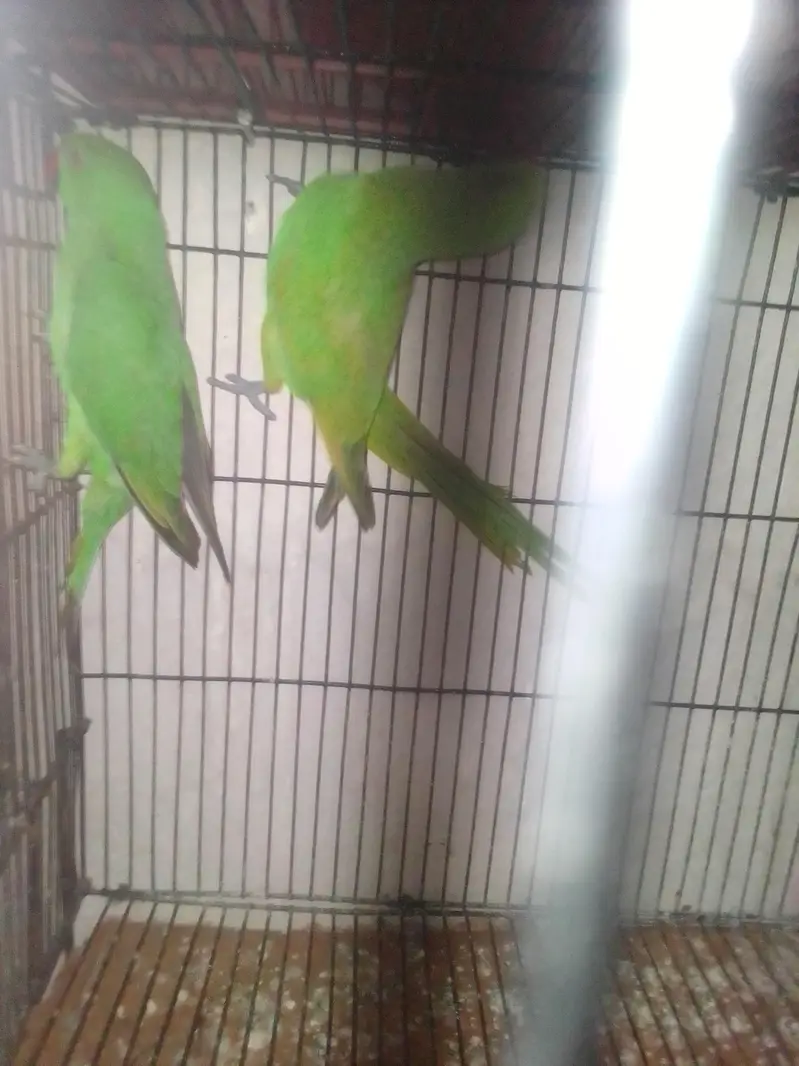 beautiful parrot pair — photo 5