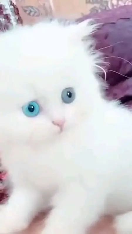 Persian cat for sale male female vaccine clear 0325=80=19=836= — photo 2