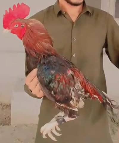 pure aseel  bangam chena bohat he nayaab jes ko Samaj ho rabta karay