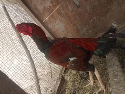 aseel miyyawali lakhaa murgaa for sale