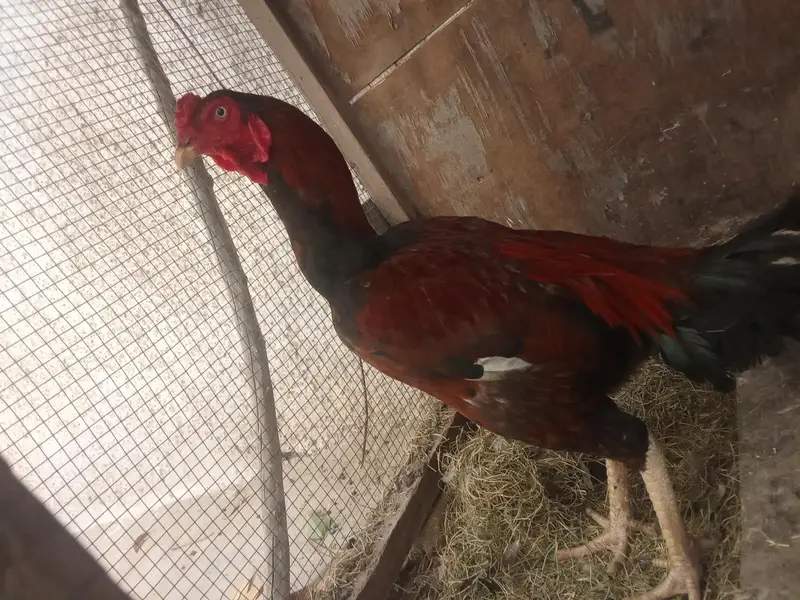 aseel miyyawali lakhaa murgaa for sale — photo 2