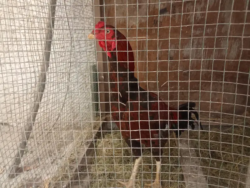 aseel miyyawali lakhaa murgaa for sale — photo 3