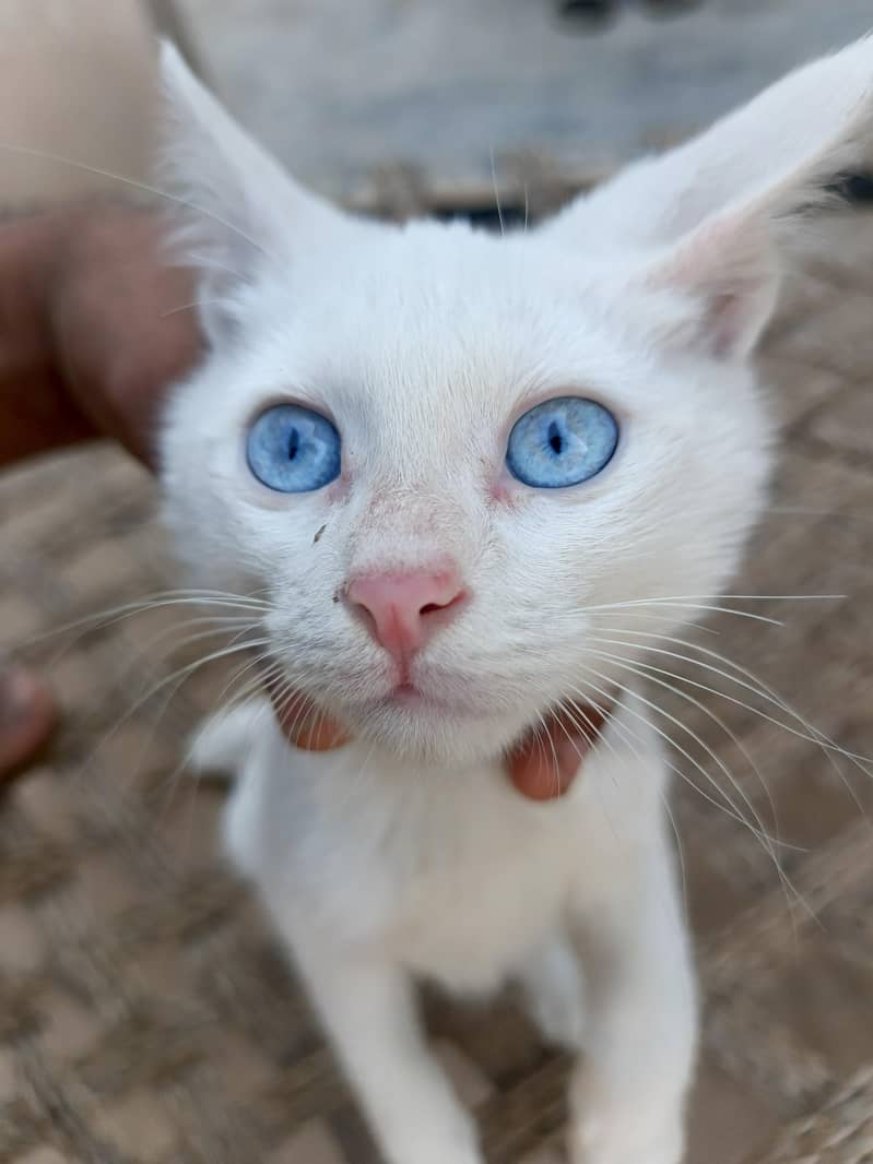 blue eyes cat 0
