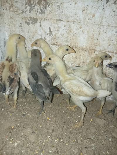 shamo chicks and dragon chicks