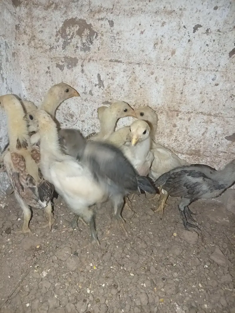 shamo chicks and dragon chicks — photo 2